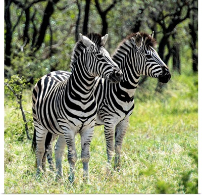 Two Burchell's Zebras