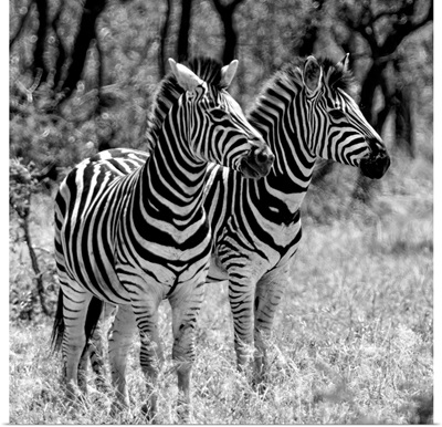 Two Burchell's Zebras Black and White
