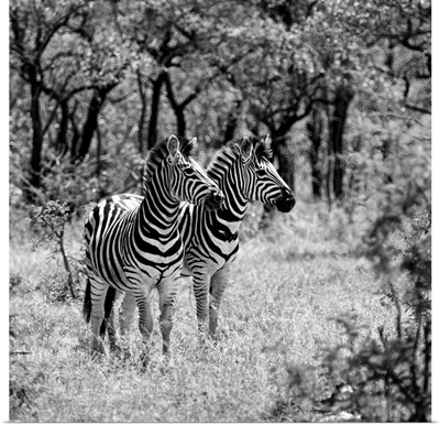 Two Common Zebras Black and White