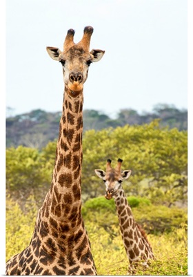 Two Giraffes XI