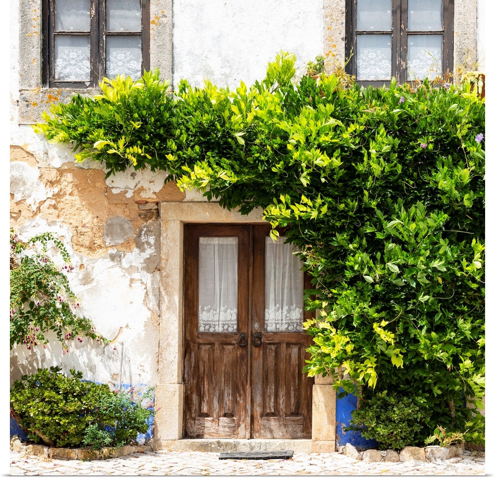 It's an old traditional house facade sported by a beautiful green climbing plant in the medieval town of Obidos (Portugal).