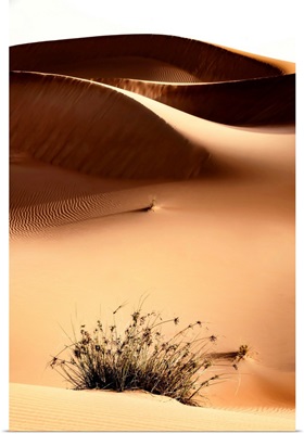 Wild Sand Dunes - Persian Orange