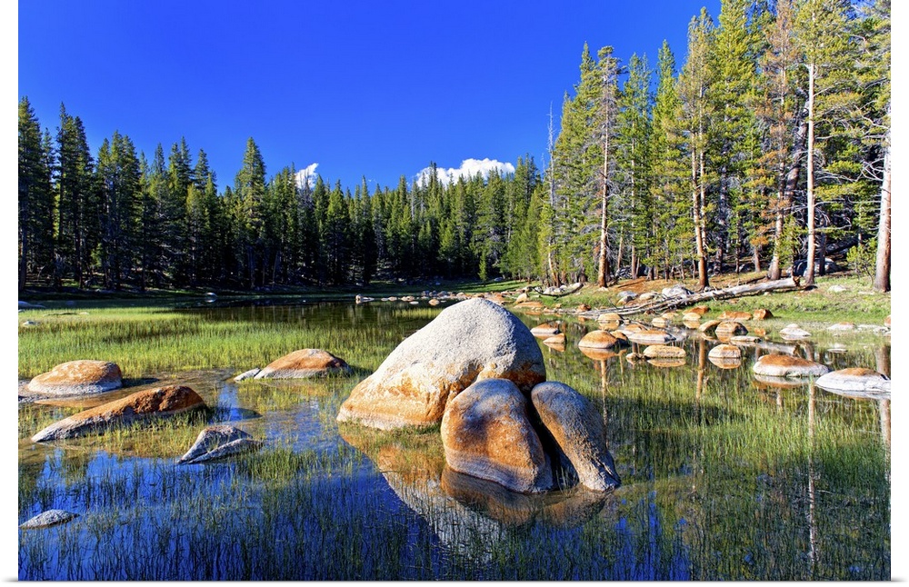 Rocks in a pond in the center of a forest of pine trees in Yosemite National Park in California.