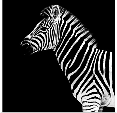 Zebra Black Edition II