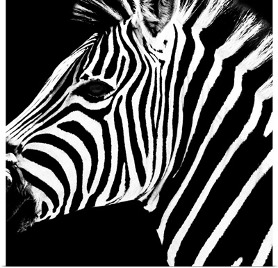 Zebra Portrait Black Edition
