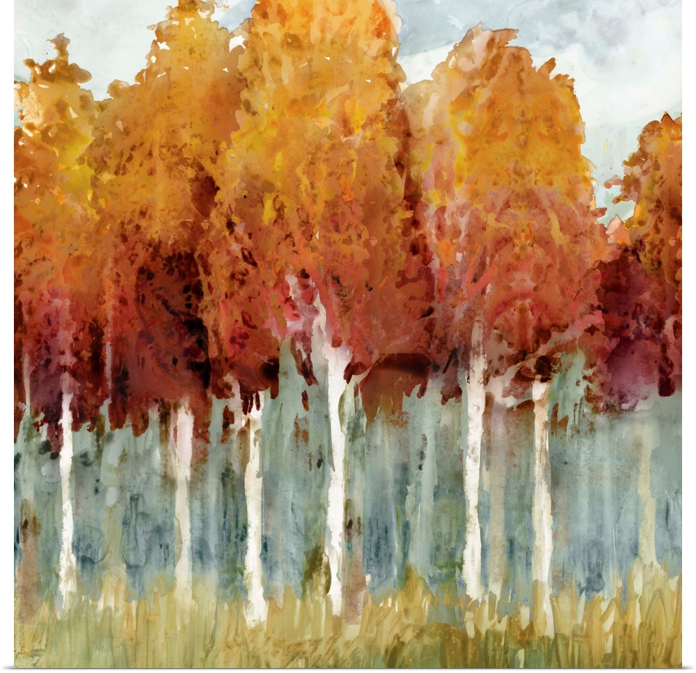 Forest of tall birch trees in autumn colors.