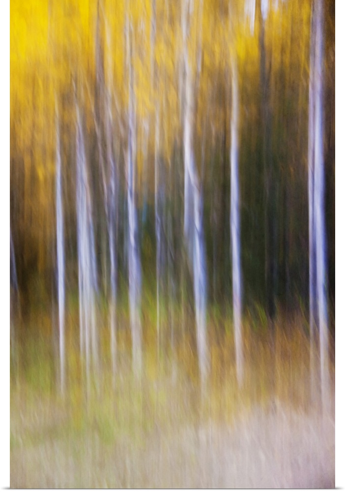 Abstract photo of autumn trees in the forest, Alberta, Canada.