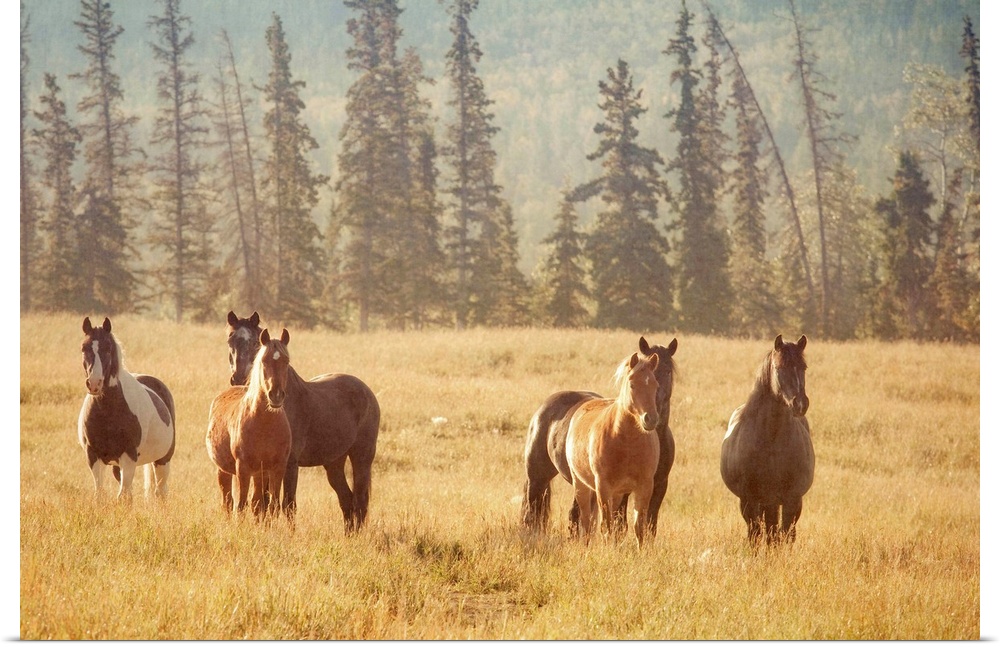 Photo on canvas of a herd of horses in a field in the morning light.