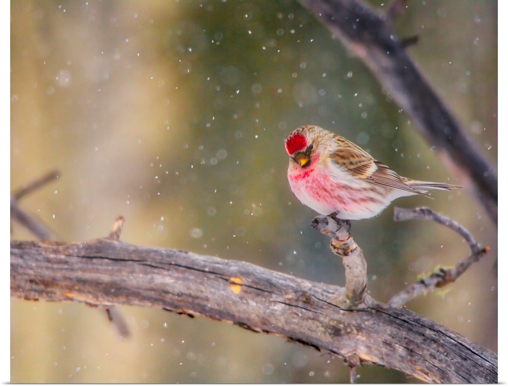 A photo of a bird with red features on a branch while snow falls.
