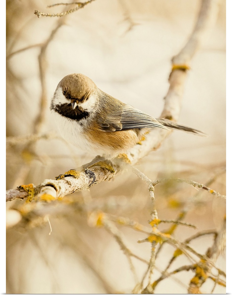 Photograph of a Boreal Chickadee on a branch.