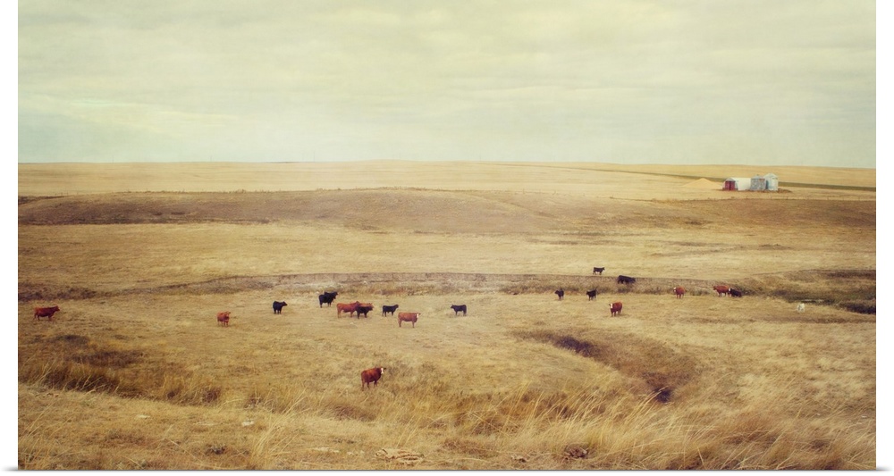 Red and black Angus cattle on a prairie farm.