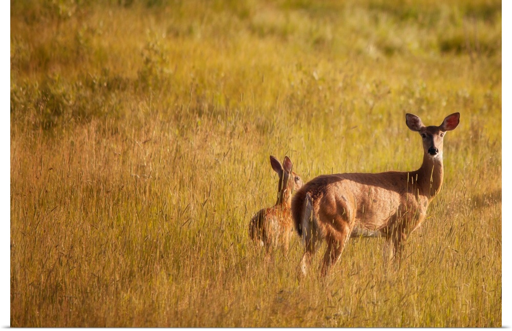 A photo of doe in the meadow of yellow grass.