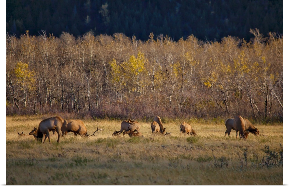 A photograph of a herd of deer grazing in a grassy field.
