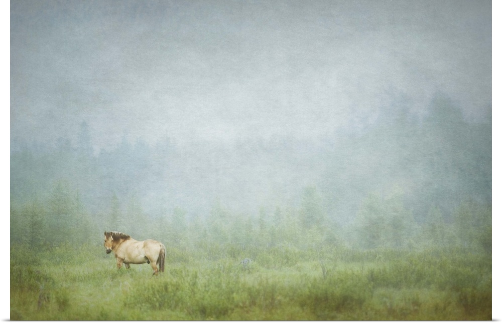 Photograph of a lone horse standing in a field with an overall hazy look to it.