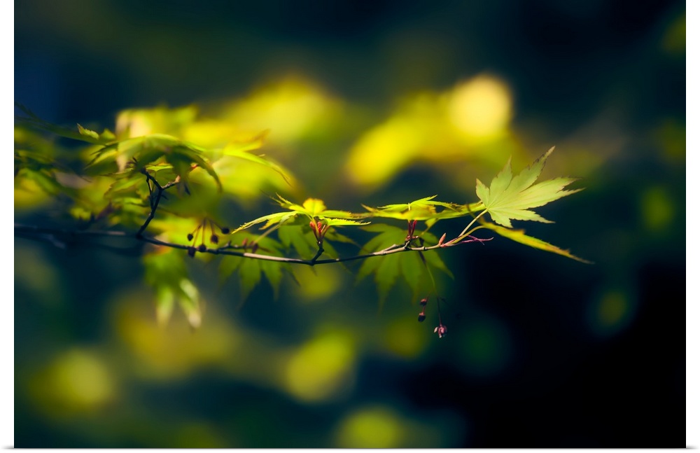 A close-up photograph of a branch with green maple leaves against a blurry background.