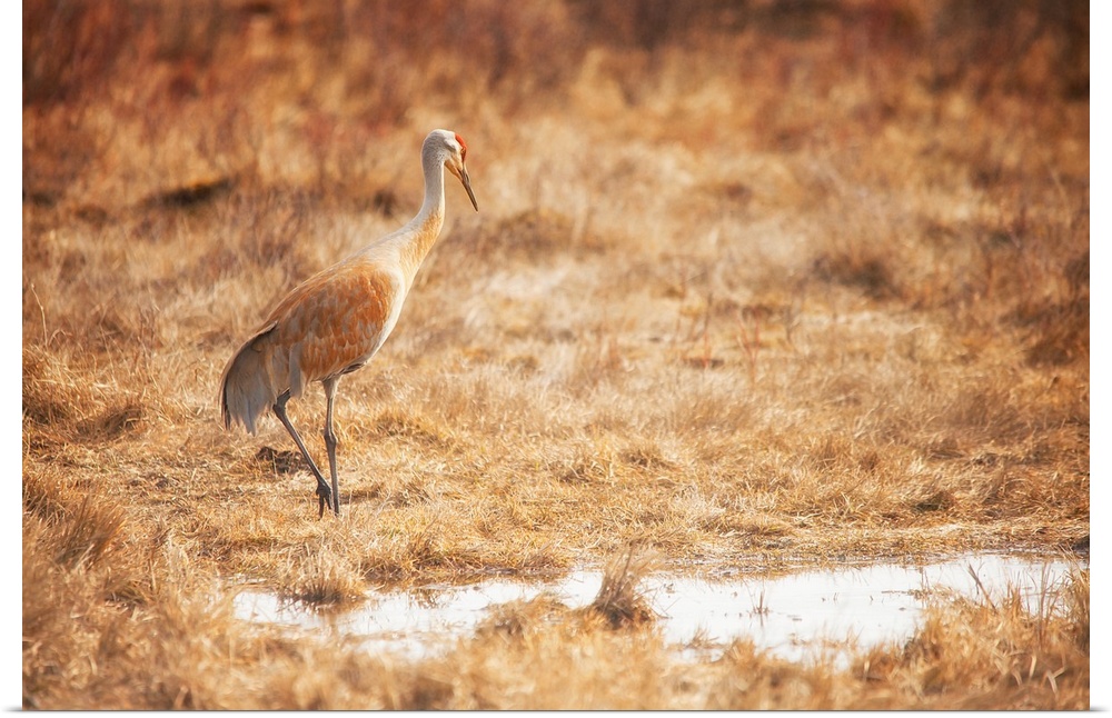 A photograph of crane sauntering through a marshy field.