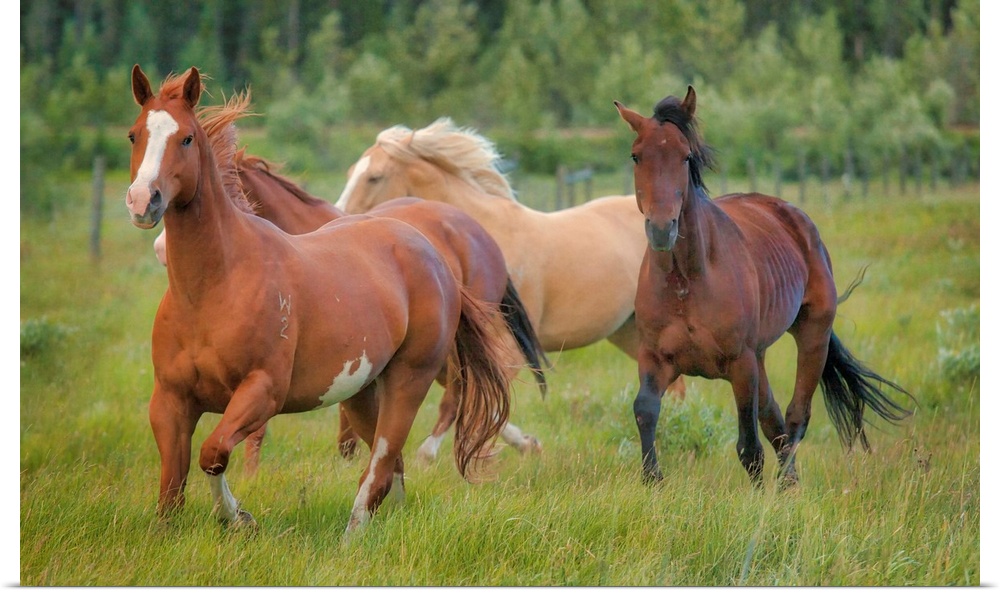 A photograph group of horses trotting along in a green grassy field.