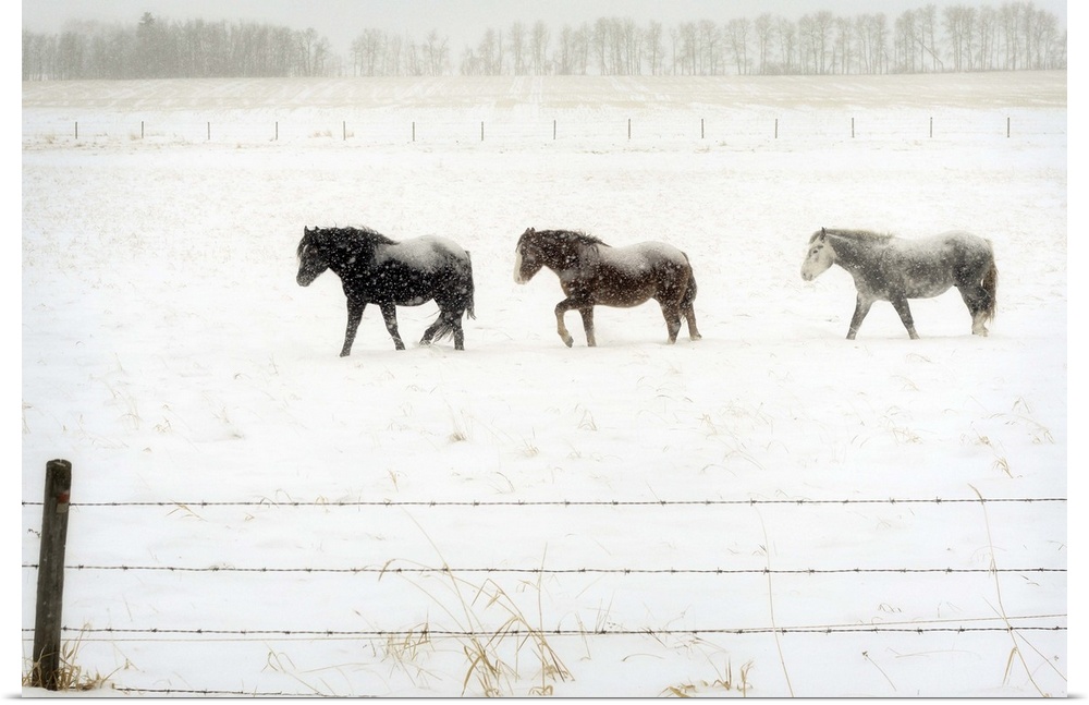 Three horses brave the cold snowy weather on the prairies.