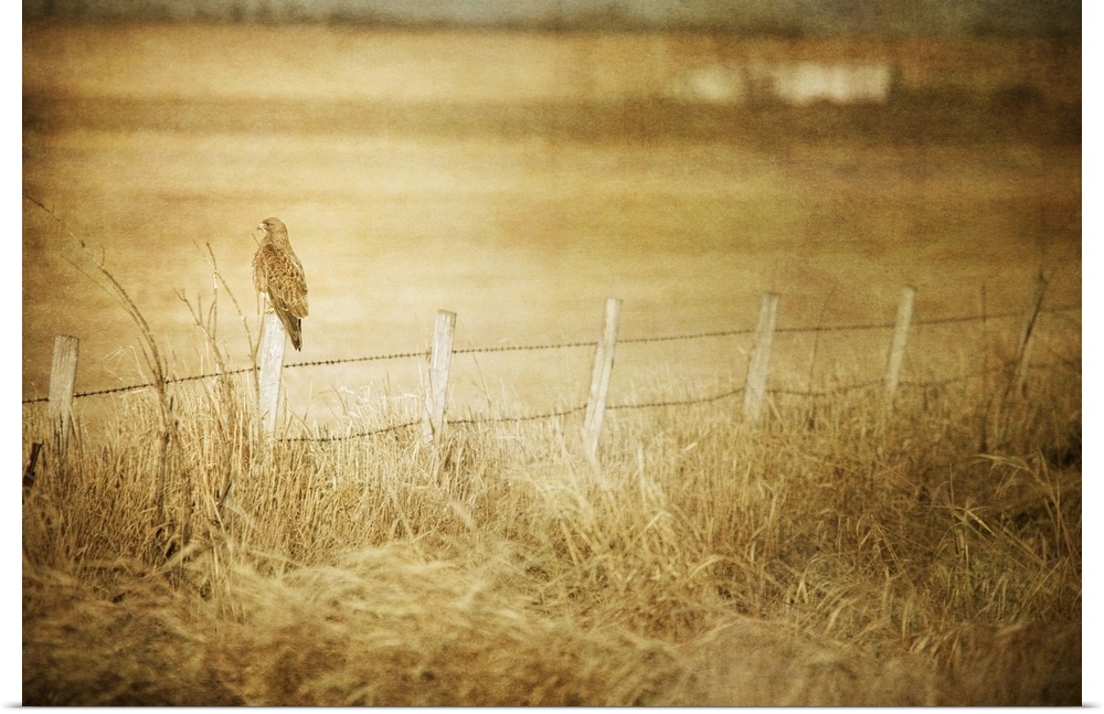 Pictorialist photo of a large hawk on a fencepost on a prairie farm.