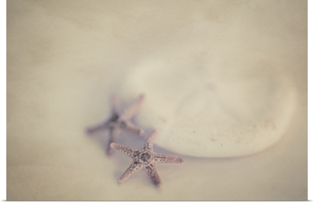 Two tiny purple starfish with a white sand dollar.