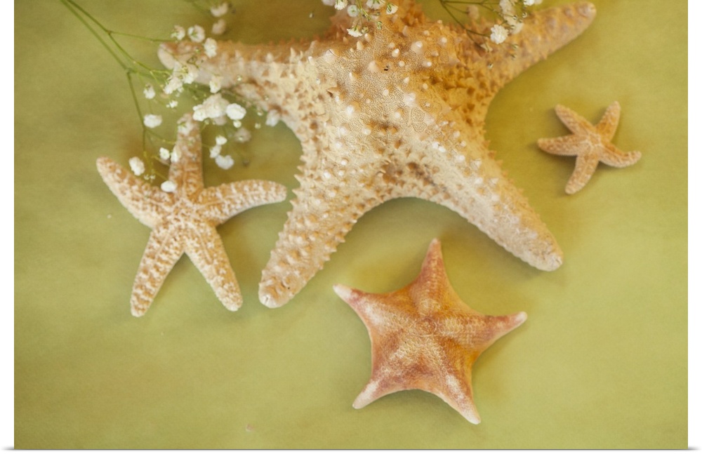 An assortment of starfish of various shapes and sizes, assembled together.