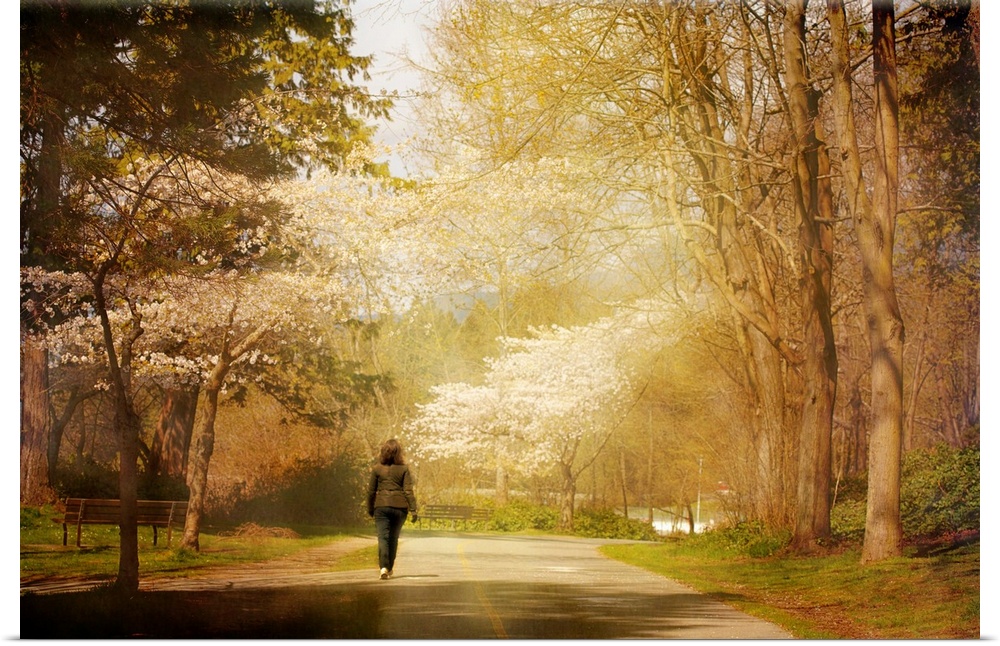 A woman walking along the path in Stanley Park in spring while the Cherry trees bloom.