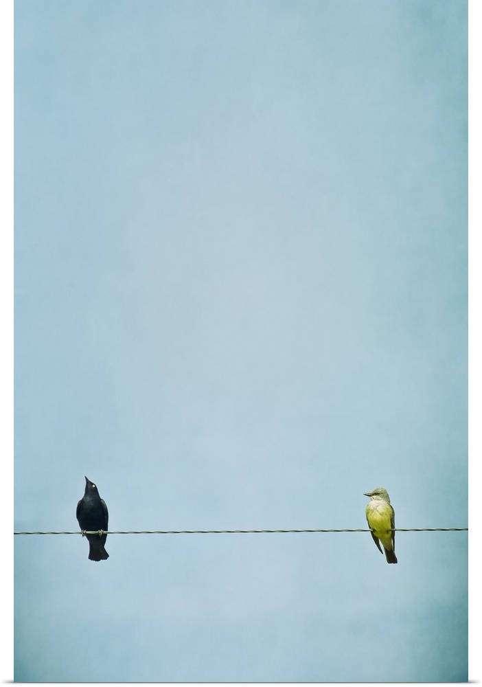 A blackbird and flycatcher sitting on a telephone wire.