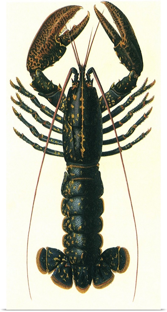 Lobster (Homarus vulgaris)