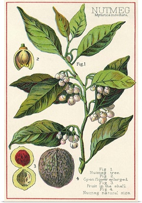 Nutmeg Plant