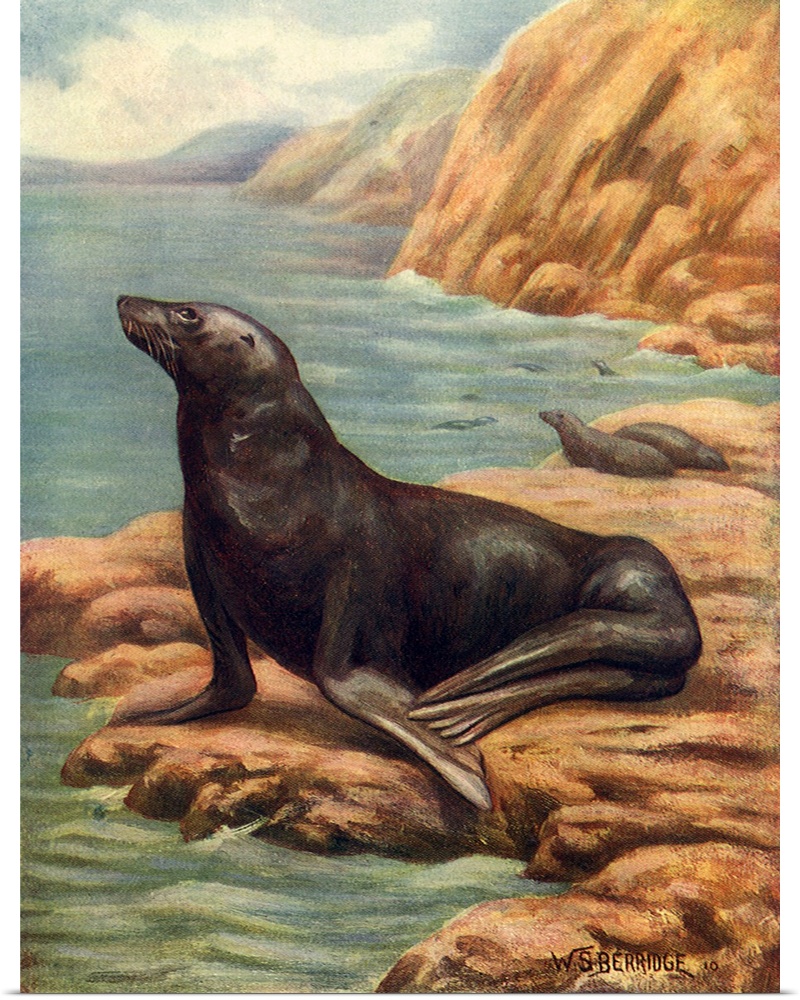 California Sea-Lion