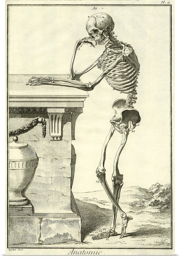 Squelette V de Cte
