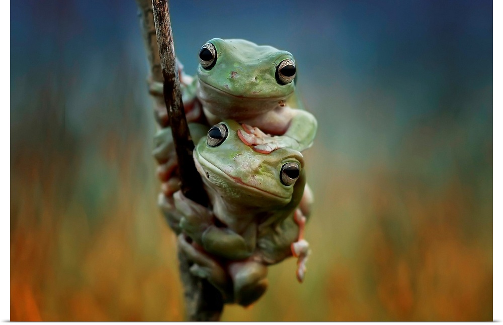 Two tree frogs hanging onto a thin branch.
