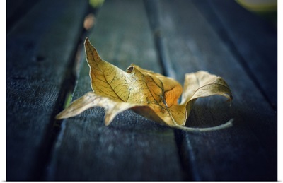 A Leaf on the Bench
