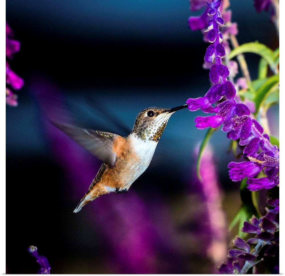 Tiny Allen's Hummingbird visiting a salvia plant.
