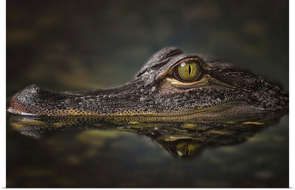 Portrait of an alligator with its body submerged and only the top of its head above water.