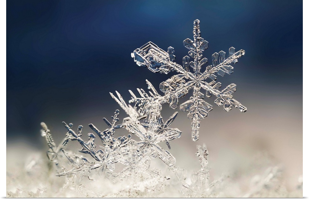 Macro image of delicate snowflakes.
