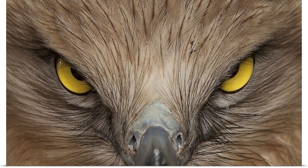 Extreme close-up photograph of a hawk face straight on.
