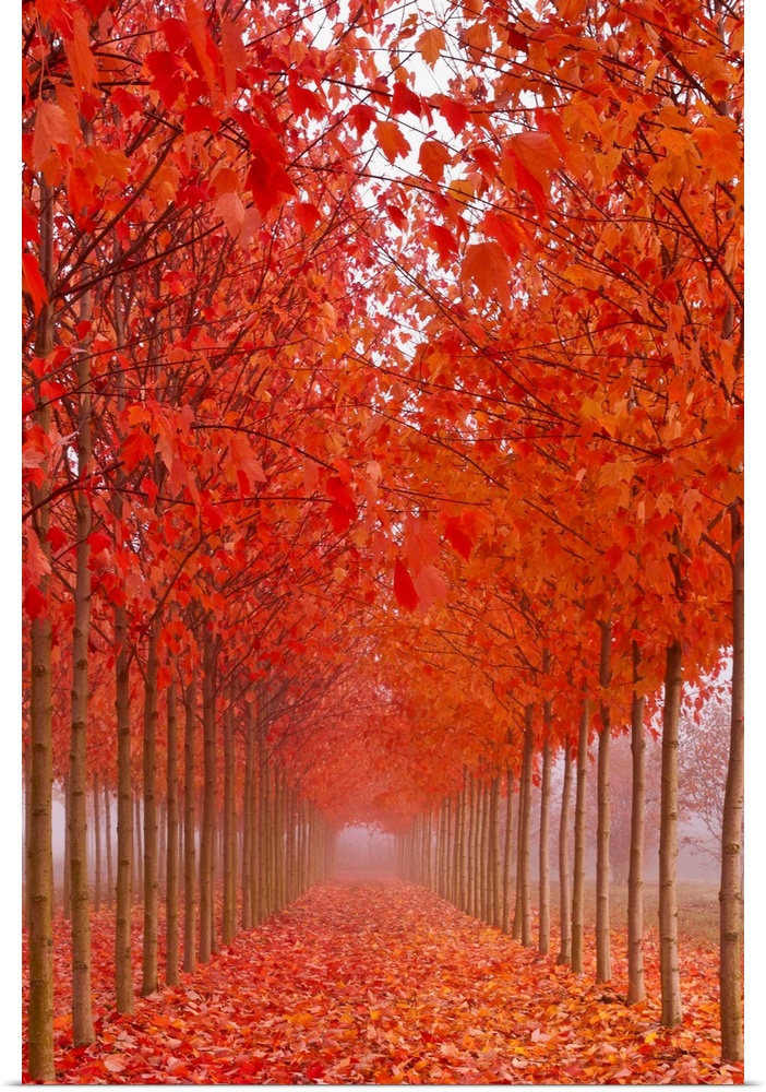 A path covered in leaves between a row of thin trees in brilliant orange fall color.