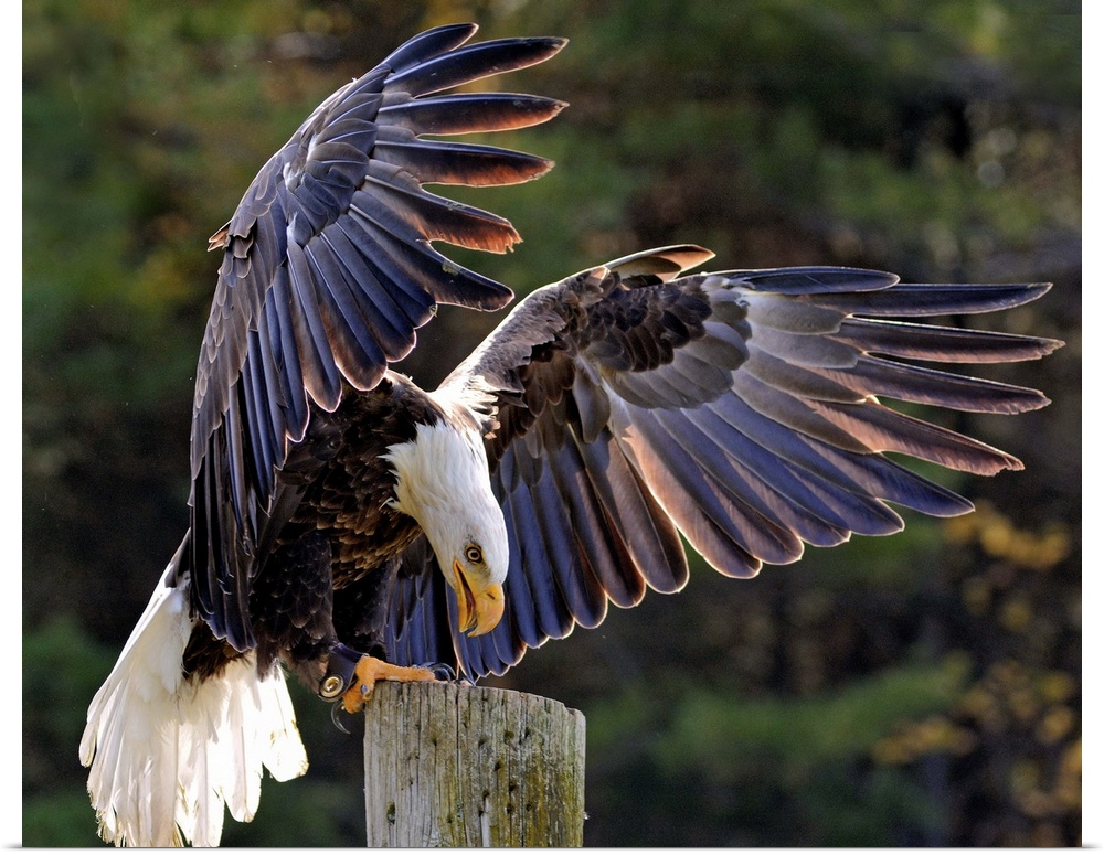 A Bald Eagle landing on a post with wings outstretched.