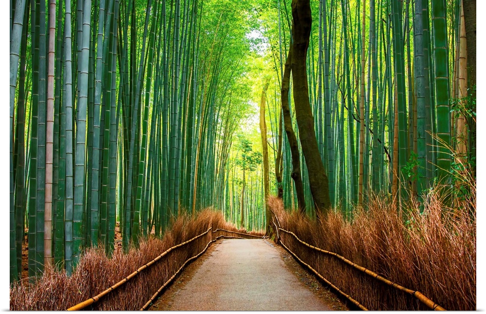 Bamboo forest in Arashiyama in western Kyoto, Japan.