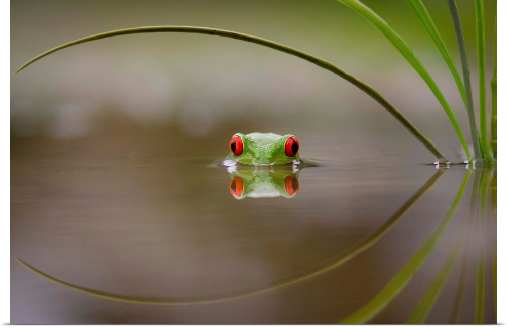 A small tree frog peeking out from the water's surface.