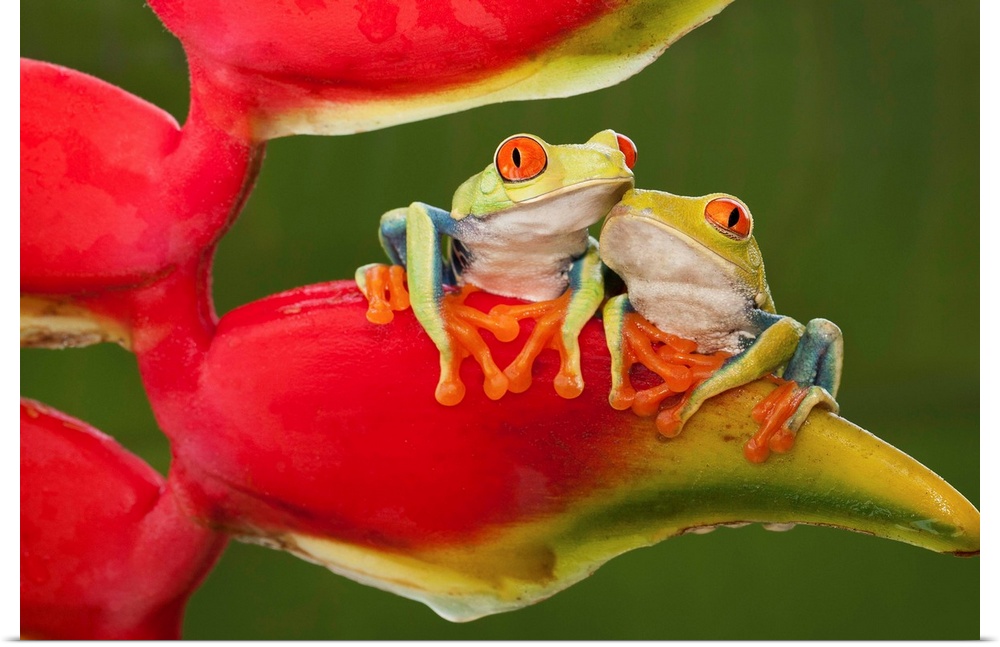 Two red-eyed tree frogs sitting on a heliconia flower.