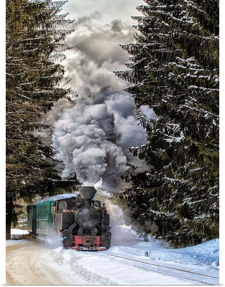 A train approaches from between two large pine trees in the winter.
