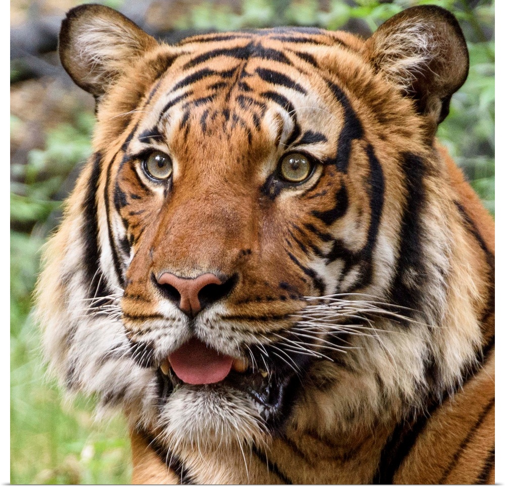 Portrait of a large tiger with a curious expression.