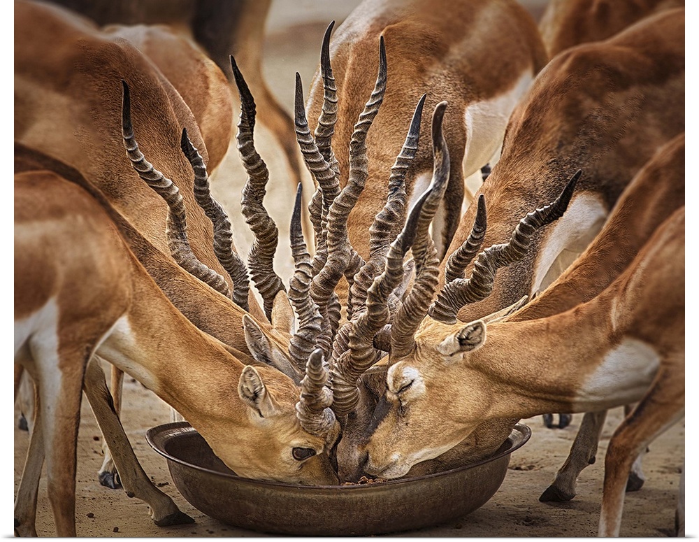 A cluster of antelope eating from a bowl.