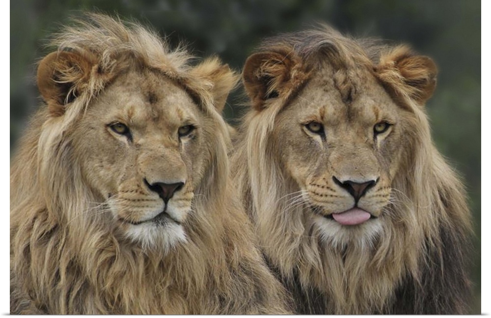Two male lions with long manes, sitting together.