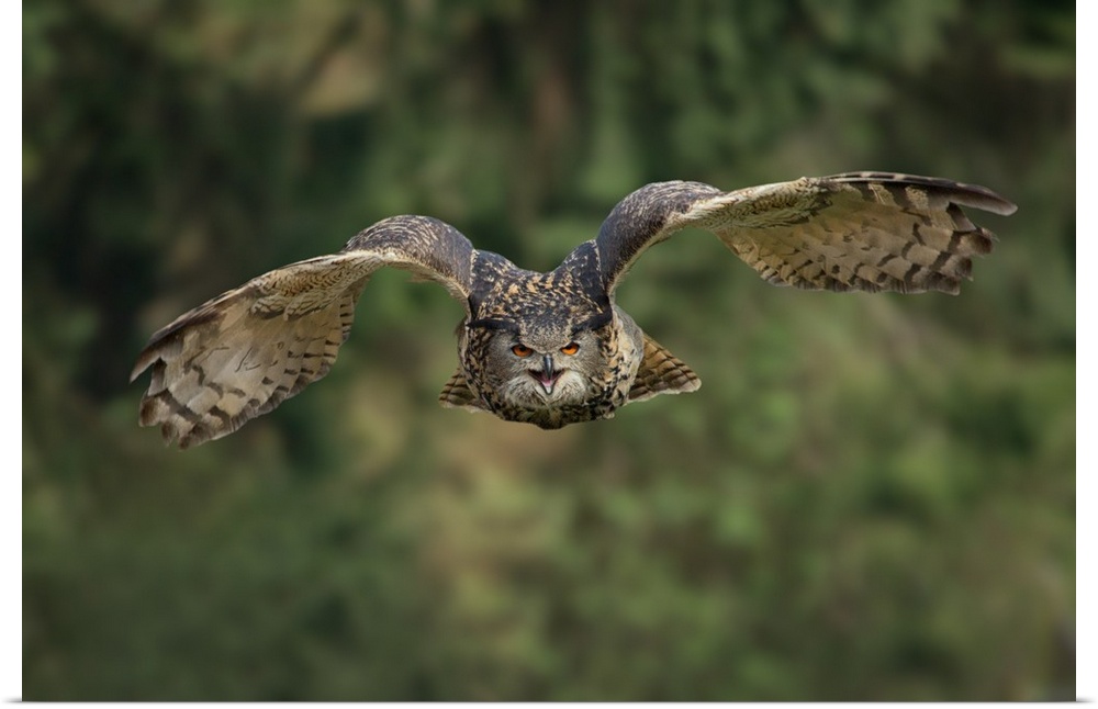 A Eurasian Eagle Owl (Bubo bubo) in flight.