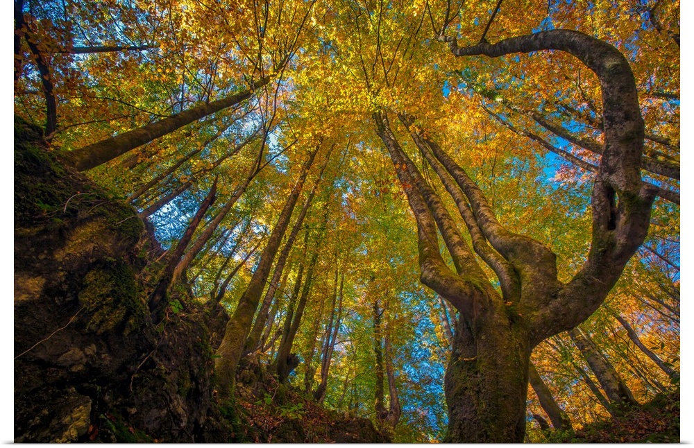 Beautiful fall colors in the trees at Kamacnik Canyon, Vrbovsko, Croatia.