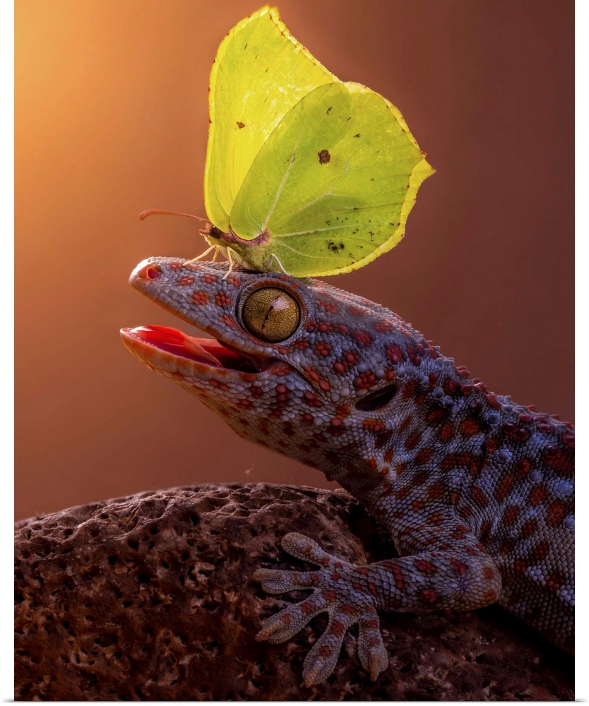 A yellow butterfly perched on the head of a gecko.