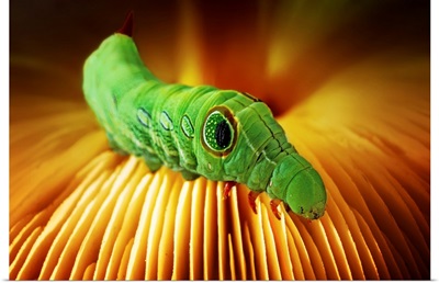 Caterpillar on a Mushroom